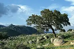 Orune in the upper left on the background