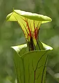 دهانه کوزه با کلاهک