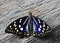 Great purple emperor