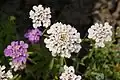 Iberis umbellata (دیهیم خوشه‌ای)