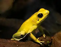 قورباغهٔ سمی طلایی