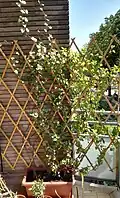 پیرگیاه آنگولا (Senecio angulatus) در حال رشد روی یک داربست چوبی در ایتالیا