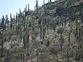 جنگلی از ساگوارو