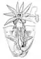 Dissected Sepia officinalis
