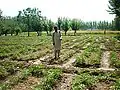 کشاورزی در روستا