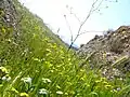 بهار روستای شهابی