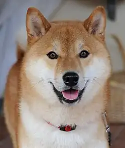 نوعی سگ با نژاد Shiba-Inu، از محبوبترین نژاد سگ در ژاپن