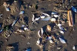 Dead shellfish lying on mud