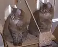 دو بچه گربهٔ خال‌دار قهوه‌ای.