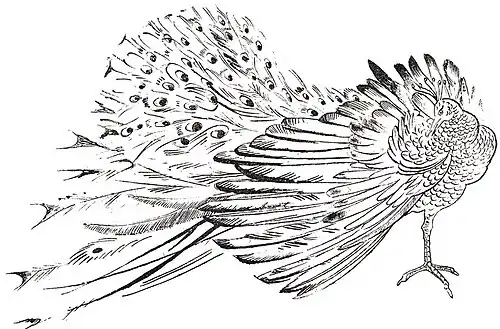 چاپ سنگی: Peacock Autolithograph; 1925.