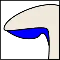 سینوسی (Sinuate)
