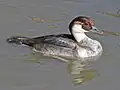 ماده