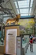 <!Hall of Mammals other wall>