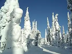 Snow-covered trees in Kuusamo