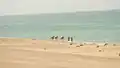 ساحل بربره