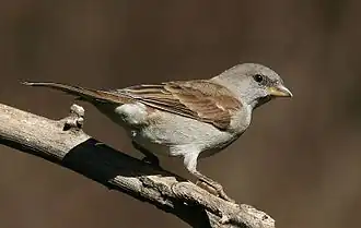 گنجشک سرخاکستری جنوبی