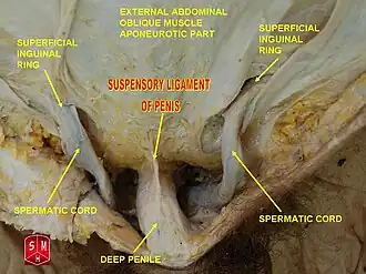 Spermatic_cord
