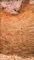 اسپودوسول