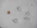 رد پای سنجاب در برف
