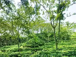 باغ چای Srimangal در ناحیه Moulvibazar
