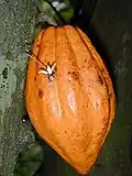 Cacao fruit