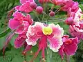 یکی از گونه‌های گل ابریشم به نام Caesalpinia pulcherrima