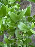 کلادودهای برگ‌مانند/برگ‌جوانه‌های مارچوبه (Asparagus asparagoides)