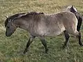 اسب هک در هاسلون آلمان