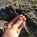بذر نوعی استپی