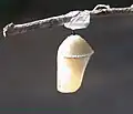 شفیره