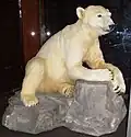 کنوت تاکسیدرمی شده در موزه تاریخ طبیعی برلین