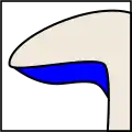 نیم‌پیوسته (Subdecurrent)