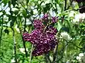 گونهٔ Syringa vulgaris 'Sarah Sands'
