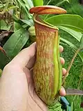 پارچ میانی گیاه بالغ کشت شده