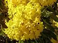 AraguaneyTabebuia chrysantha