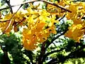 Golden Trumpet Treeتابه‌بویا کریستوریکا