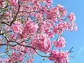 Pink Ipêتابه‌بویا ایمپتیگینوسا