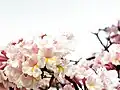 White IpêTabebuia roseo-alba