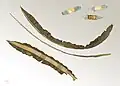Tabebuia sp. - Museum specimen