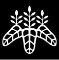 Taikō kiri (太閤桐؟)