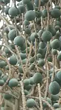 میوهٔ نخل چتری