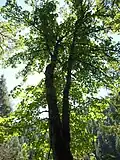Bigleaf maple in the McKenzie River valley in western Oregon