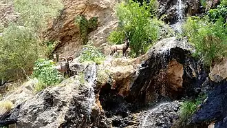 مجسمه حیوانات ذخیره‌گاه زیست‌کره ارژن و پریشان