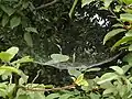 تار عنکبوت