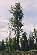 گونهٔ Eucalyptus regnans، بلندترین گیاه گل‌دار جهان در تاسمانی