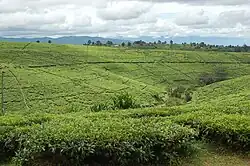 Tea fields in Tukuyu