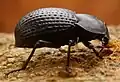 A Platynotina species (Tenebrioninae) in India