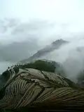 شالیزار برنج کرت‌بندی‌شده لانگشنگ در شهرستان لانگشنگ، استان گوانگشی، چین جنوبی.