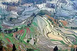 کشتزارهای برنج در استان یونان چین