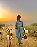 زندگی در تار